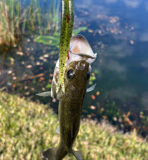 Fishing with a Fluke