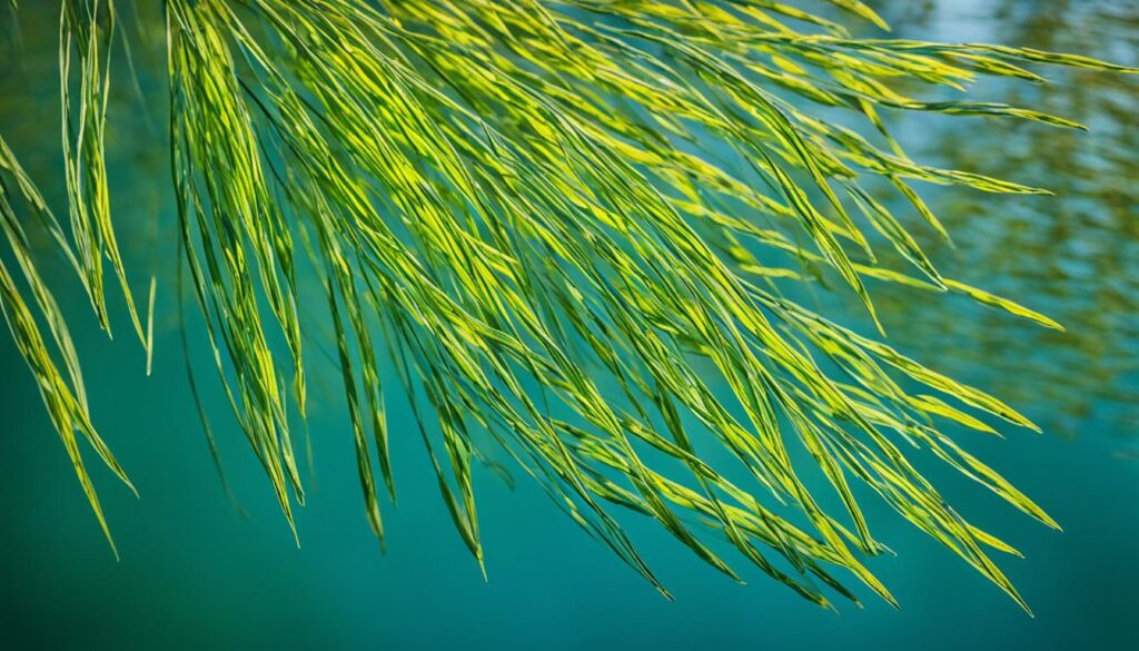 willow leaf blades